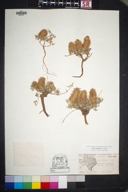 Dalea wrightii image