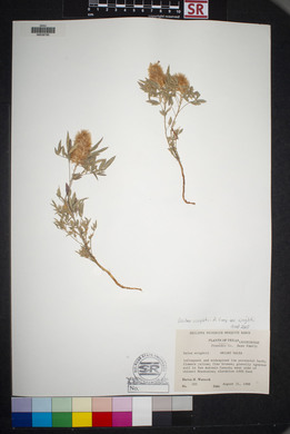 Dalea wrightii image