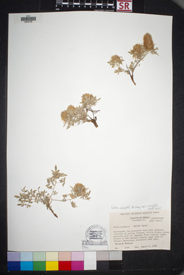 Dalea wrightii var. wrightii image