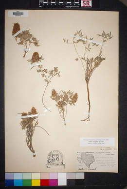 Dalea wrightii image