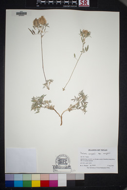 Dalea wrightii var. wrightii image