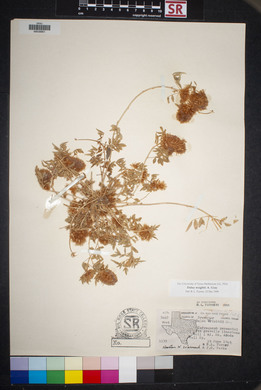 Dalea wrightii image