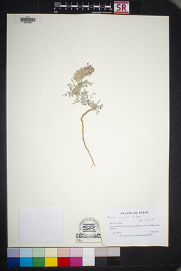 Dalea wrightii var. wrightii image