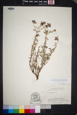 Dalea bicolor image