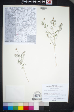 Dalea brachystachys image