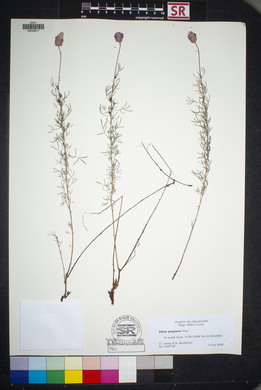 Dalea purpurea image