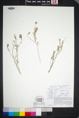 Dalea bicolor var. argyrea image