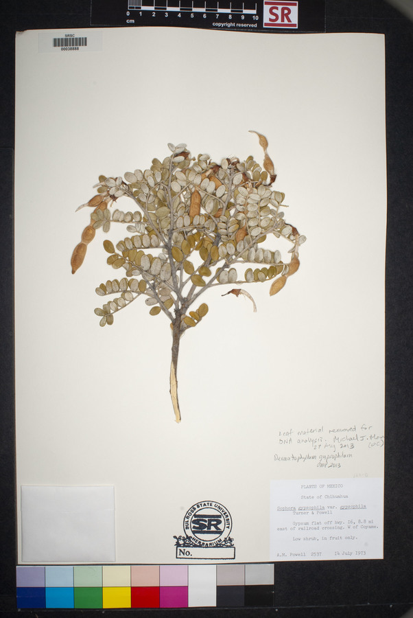 Dermatophyllum gypsophilum image