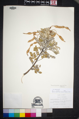 Dermatophyllum gypsophilum image