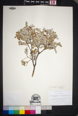 Dermatophyllum gypsophilum image