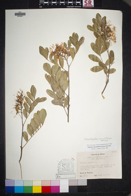 Dermatophyllum secundiflorum image