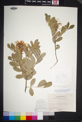 Dermatophyllum secundiflorum image