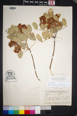 Dermatophyllum secundiflorum image