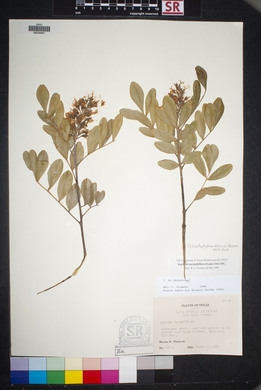 Dermatophyllum secundiflorum image