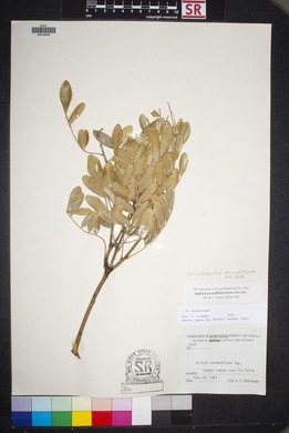 Dermatophyllum secundiflorum image