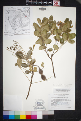 Dermatophyllum secundiflorum image