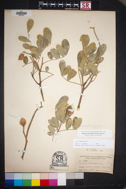 Dermatophyllum secundiflorum image