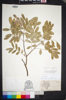 Dermatophyllum secundiflorum image