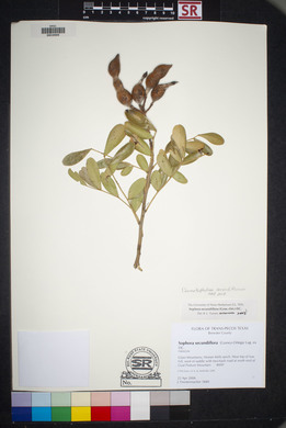 Dermatophyllum secundiflorum image