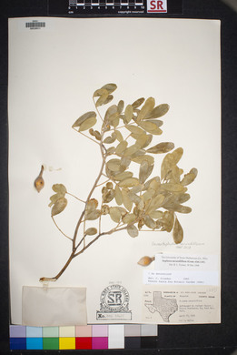 Dermatophyllum secundiflorum image