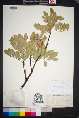 Dermatophyllum secundiflorum image