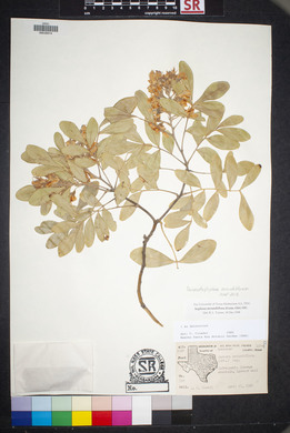 Dermatophyllum secundiflorum image