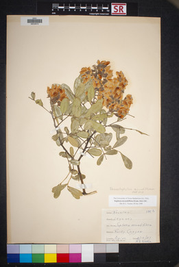 Dermatophyllum secundiflorum image