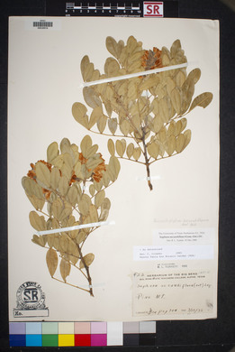 Dermatophyllum secundiflorum image