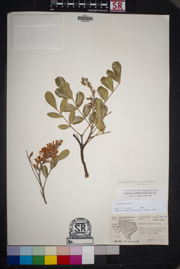 Dermatophyllum secundiflorum image