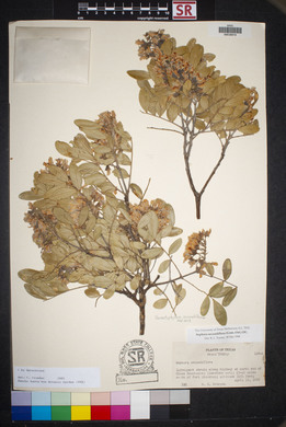 Dermatophyllum secundiflorum image