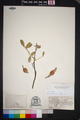 Dermatophyllum secundiflorum image