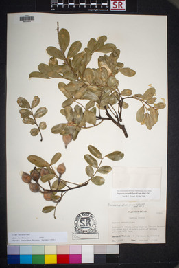 Dermatophyllum secundiflorum image