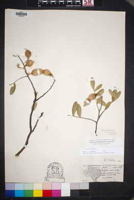 Dermatophyllum secundiflorum image