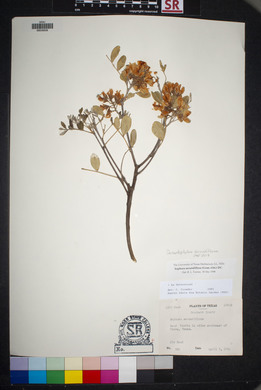 Dermatophyllum secundiflorum image