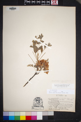 Dermatophyllum secundiflorum image