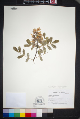 Dermatophyllum secundiflorum image