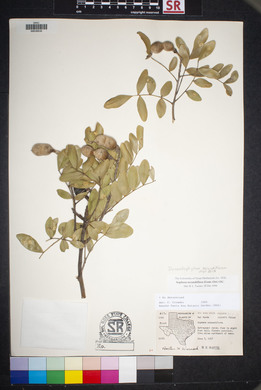 Dermatophyllum secundiflorum image