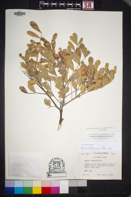 Dermatophyllum secundiflorum image