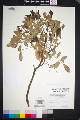 Dermatophyllum secundiflorum image