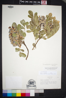 Dermatophyllum secundiflorum image