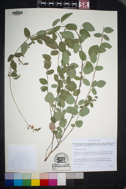 Desmodium grahamii image