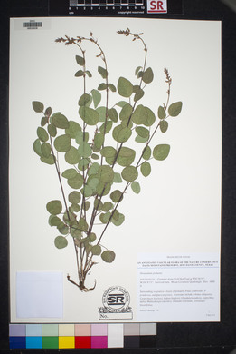 Desmodium grahamii image