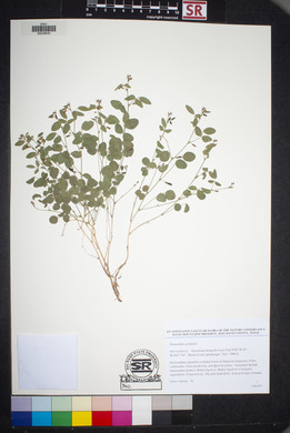 Desmodium grahamii image