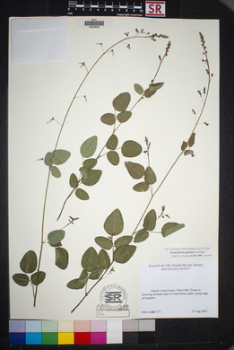 Desmodium grahamii image