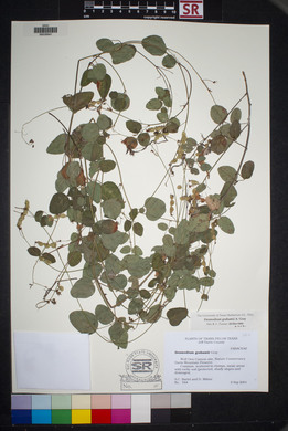 Desmodium grahamii image