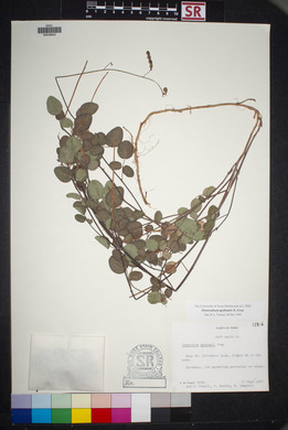 Desmodium grahamii image