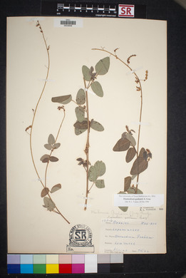 Desmodium grahamii image