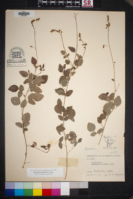 Desmodium grahamii image