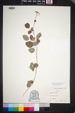 Desmodium grahamii image