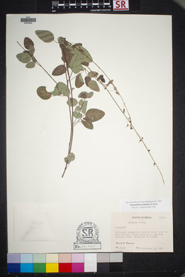 Desmodium grahamii image